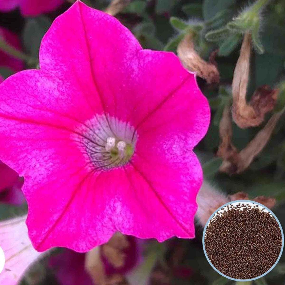 1000 Rose Dekko Petunia Seeds Grandiflora, Multiflora, Milliflora Perennial Flowers Annual Seeds (Flower)