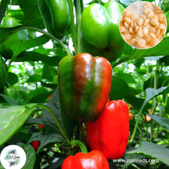 200 Sweet Bell Pepper Heirloom Seeds (Vegetable Potted Plants)