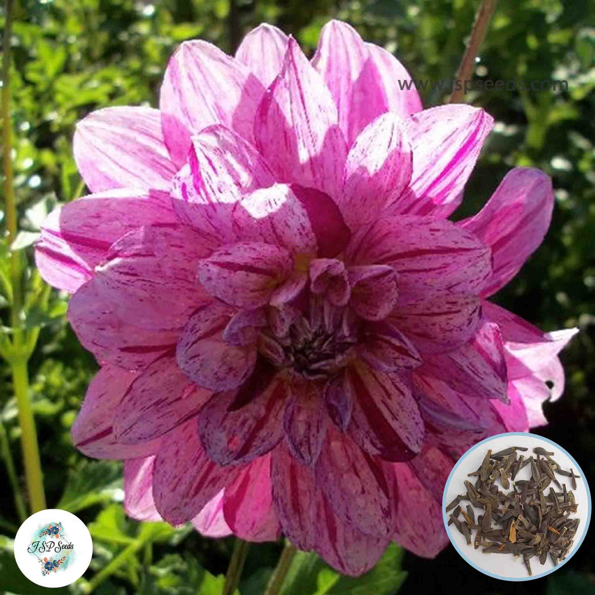 50 Purple Splash Dahlia Seeds (Flower Garden Potted Plants)