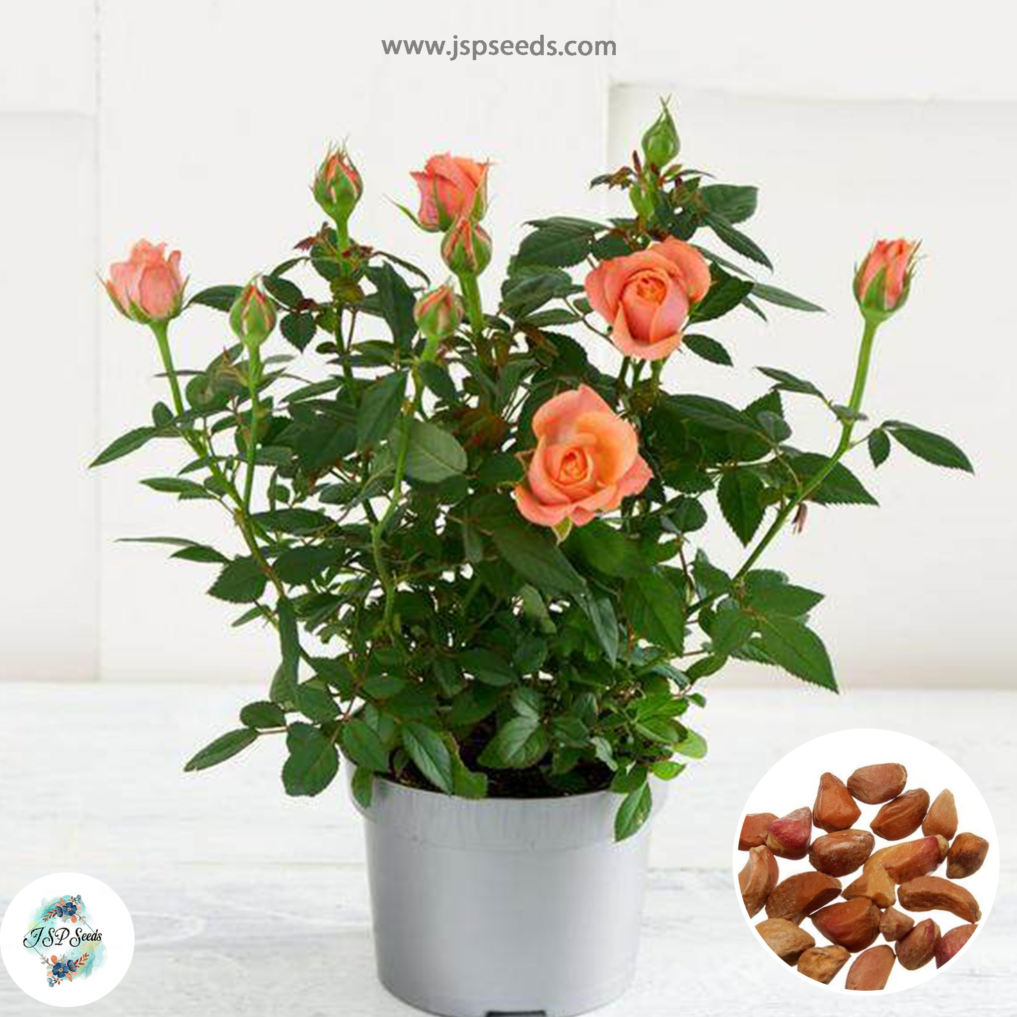 50 Heirloom Mini Miniature Orange Rose Rosa bush Fragrant flower Bonsa ...