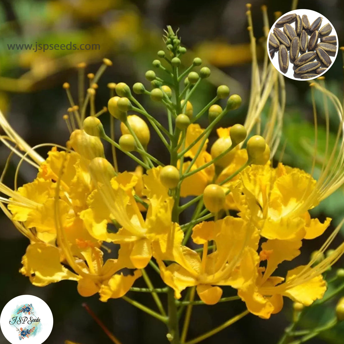 30 Yellow Pride of Barbados, Poinciana Caesalpinia Pulcherrima Peacock Flower Seeds (Flame Tree)(Asia Flower)