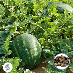 30 Magnum Watermelon Seeds Seedless Seeds (Asia Fruit)