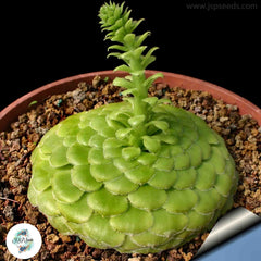 Aeonium tabuliforme (tabulaeforme) / 40 seeds