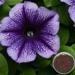 1000 Mirage Petunia Seeds Grandiflora, Multiflora, Milliflora Perennial Flowers Annual Seeds (Flower)