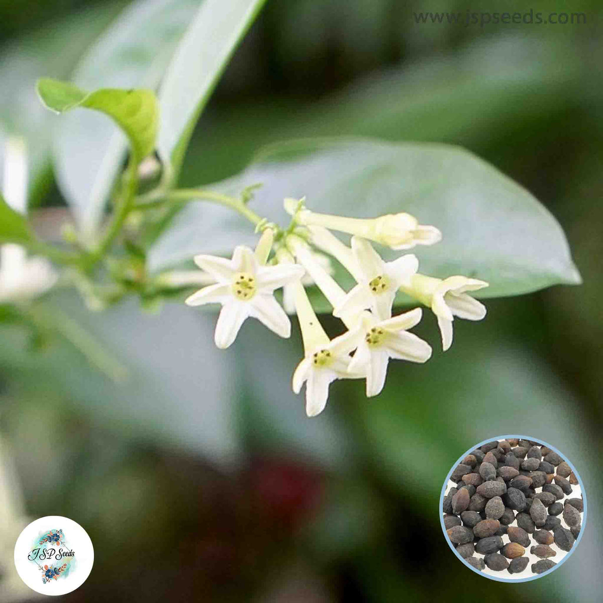 30 Night Blooming Jasmine Seeds