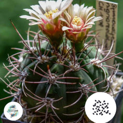 40 Seeds Gymnocalycium nigriareolatum Cactus Succulent seeds