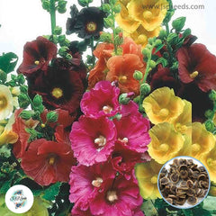 50 Mixed color hollyhock flowers Seeds (Flower Plants)