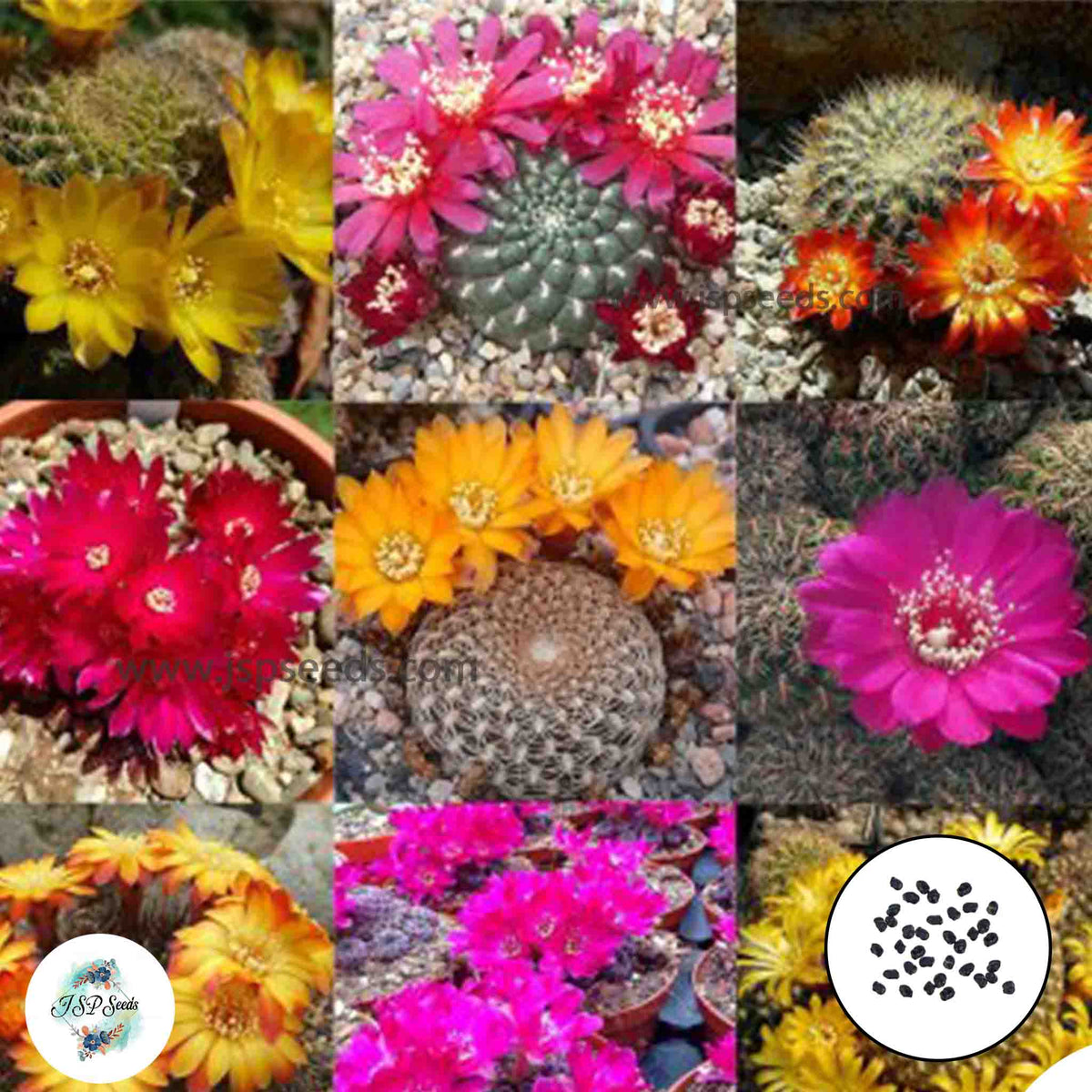 40 Seeds Sulcorebutia mix Cactus Succulent seeds