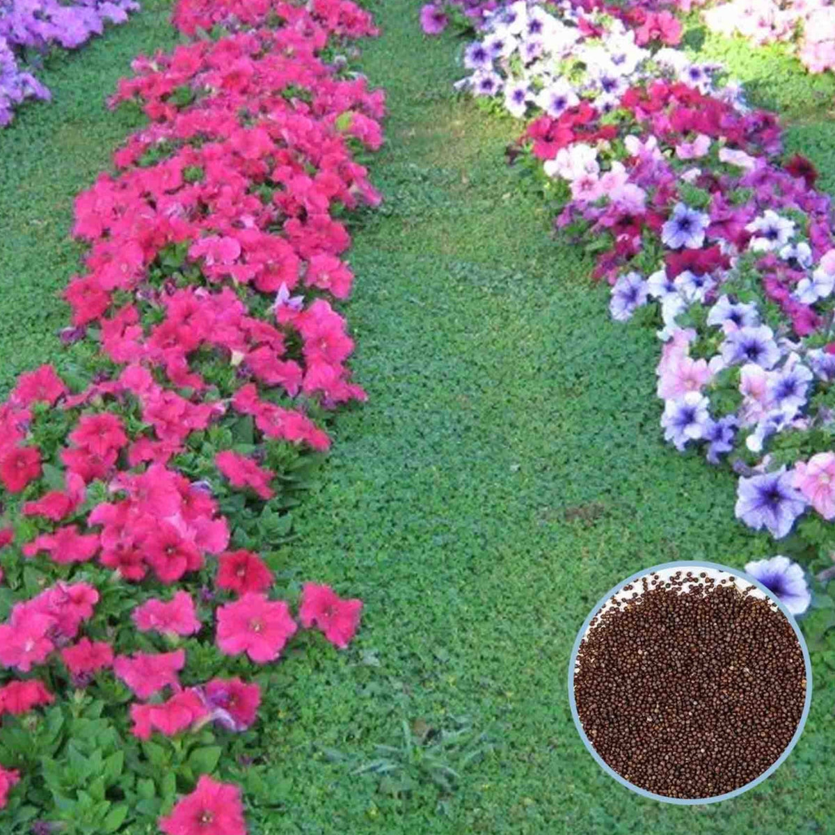 1000 Wild Petunia Seeds Grandiflora, Multiflora, Milliflora Perennial Flowers Annual Seeds (Flower)