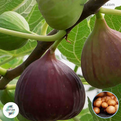 30 japanBTM6 Ficus Carica Seeds Fig Seeds Tropical Bonsai Rare Fruit Seeds