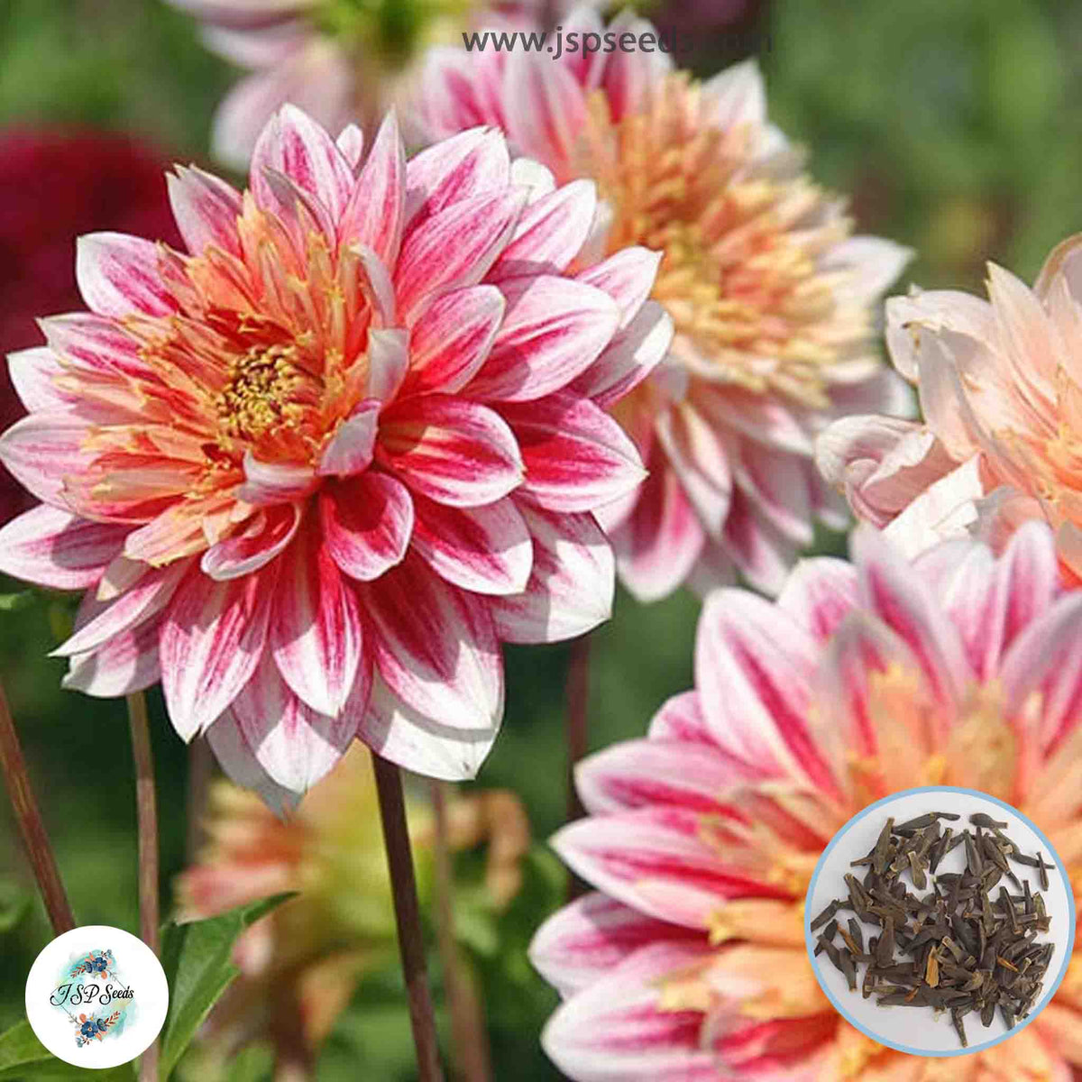 50 Garden Show Dahlia Seeds (Flower Garden Potted Plants)