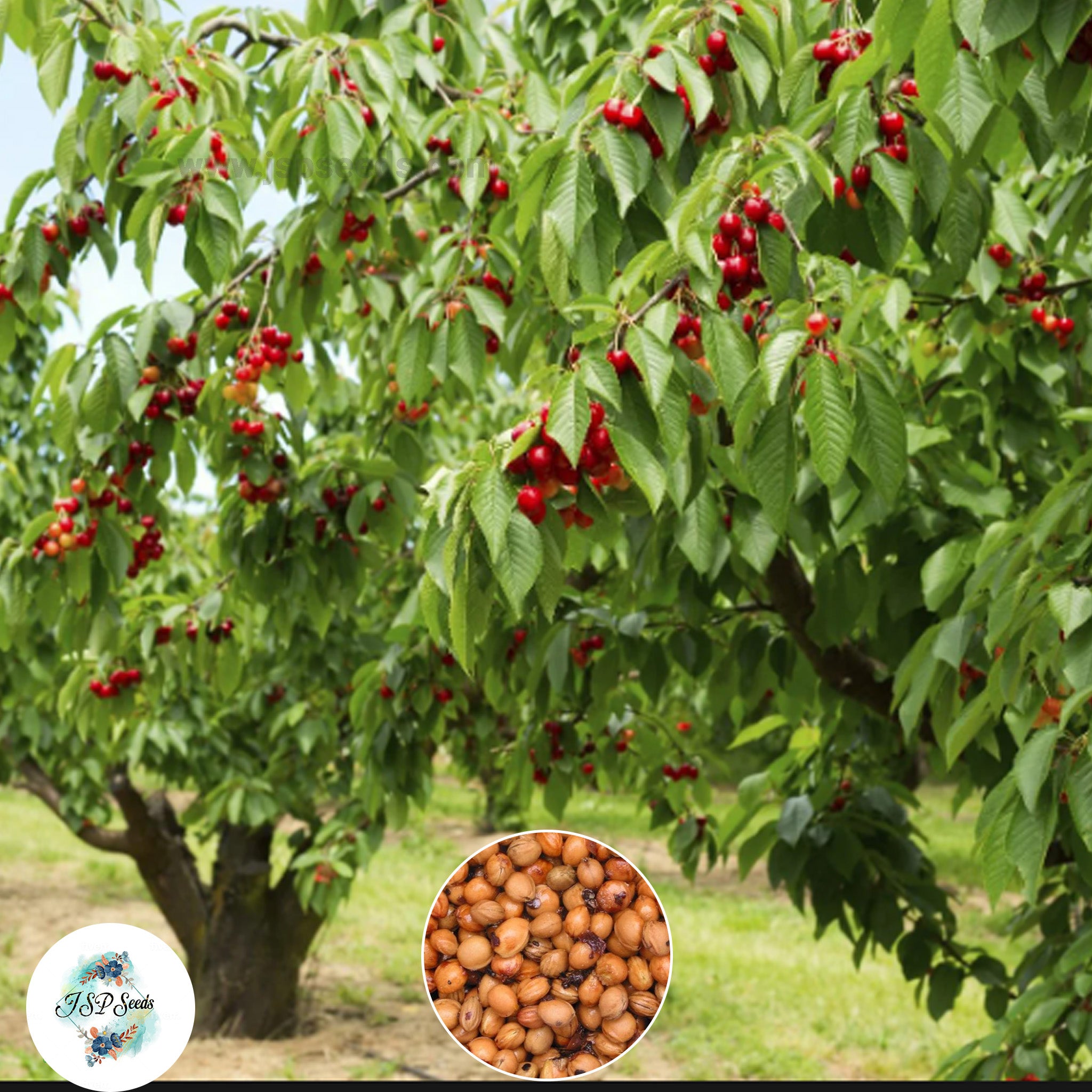Cheer Seeds Tree 20 Cherry Tree Seeds (Asia Fruit) | Packed with nutrients – JSPSeeds