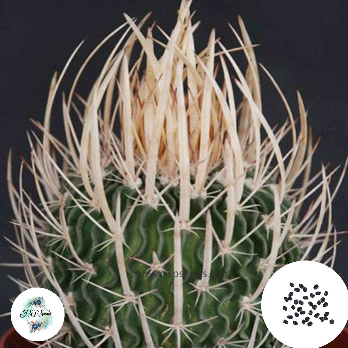 40 Seeds Echinofossulocactus phyllacanthus Cactus Succulent seeds