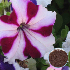 1000 Primetime Petunia Seeds Grandiflora, Multiflora, Milliflora Perennial Flowers Annual Seeds (Flower)