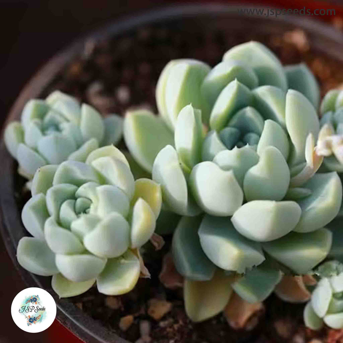 Echeveria elegans v Albicans / 40 seeds