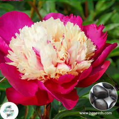 20 White Cap Peony Paeoniaceae Paeonia suffruticosa Tree Flower Plant Seeds (Lucky Flower) (Flower Garden Potted Plants)