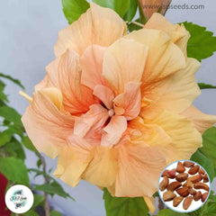 50 Heirloom Orange Japanese Rose Ruga Rugosa Perennial Fragrant flower Bonsai Garden Seeds