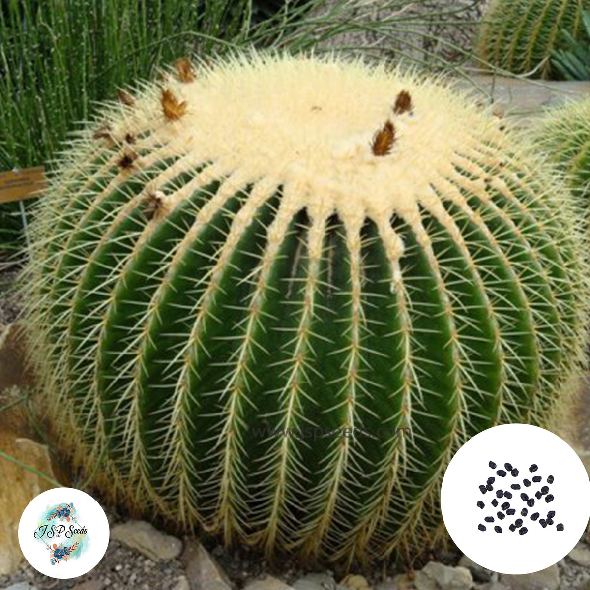 40 Seeds Echinocactus grusonii Cactus Succulent seeds