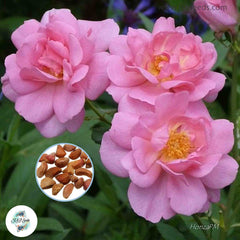 50 Heirloom Cariad English Rose flower Bonsai Garden Seeds