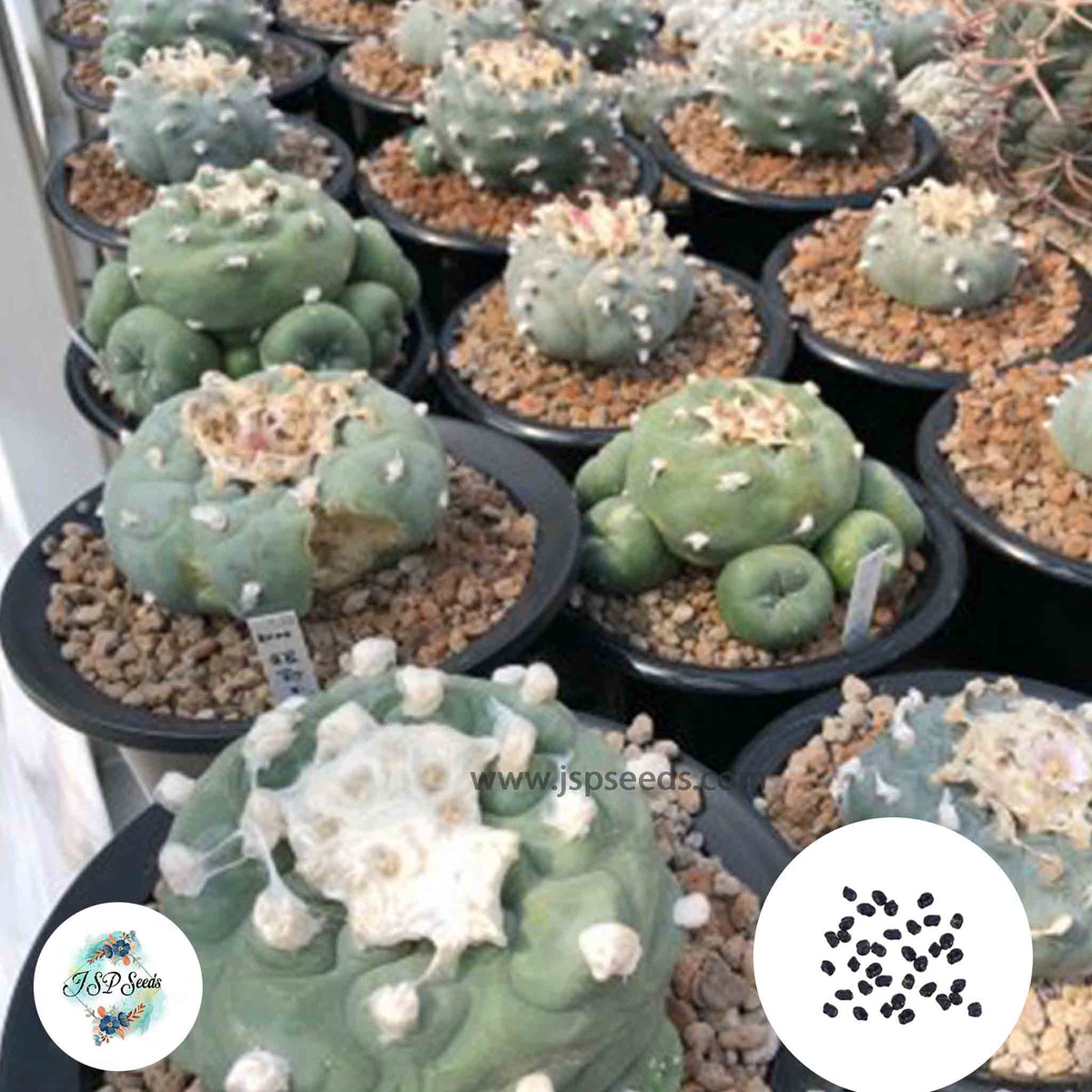 40 Seeds Lophophora  mix Cactus Succulent seeds