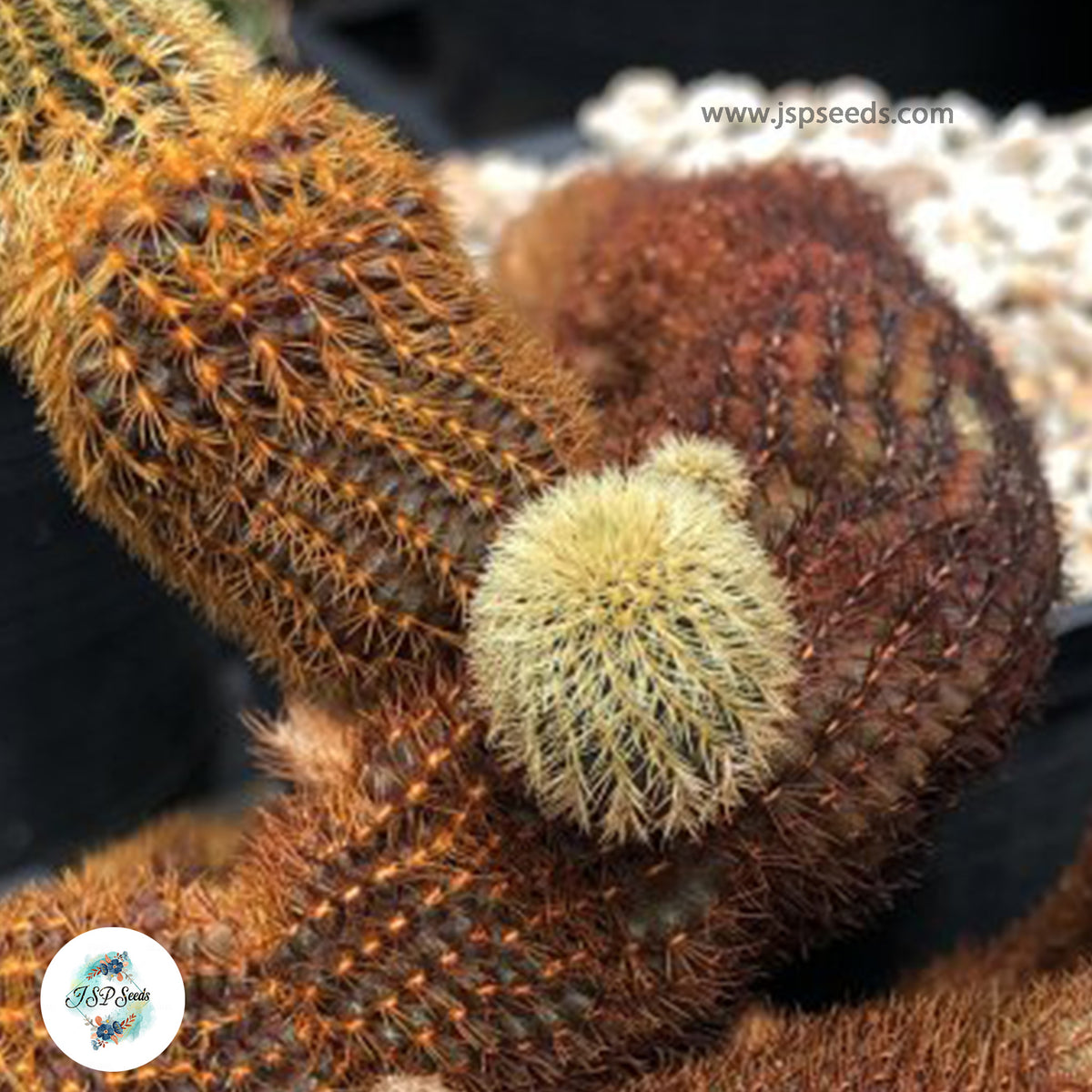 40 Seeds Frailea magnifica Cactus Succulent seeds