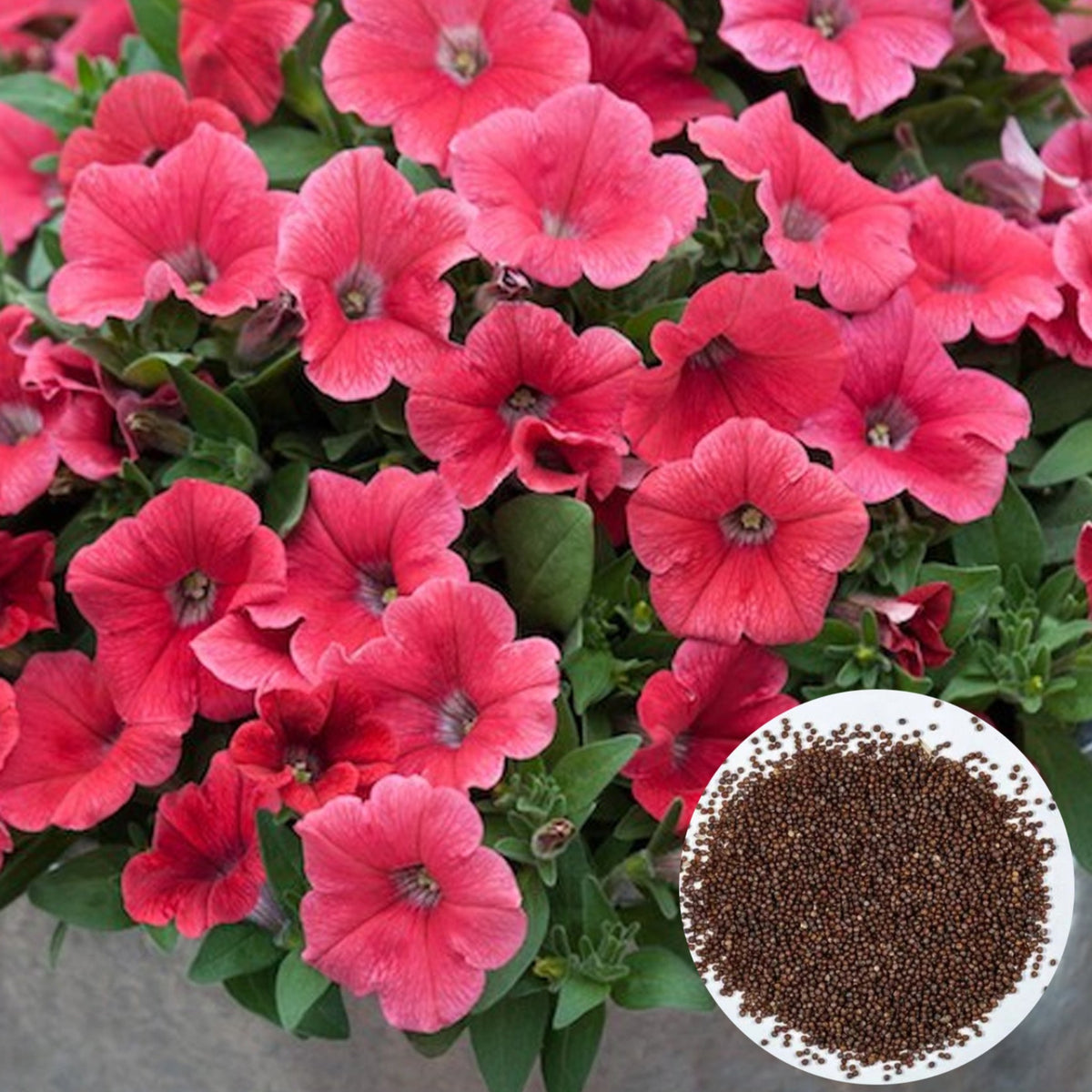 1000 Coral Success Petunia Seeds Grandiflora, Multiflora, Milliflora Perennial Flowers Annual Seeds (Flower)