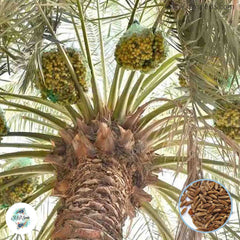 12 Hassawi Date Palm Seeds Phoenix dactylifera (Arecaceae) Fruit Seeds (UAE Lab 124)