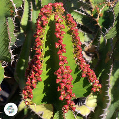 Euphorbia cooperi / 40 seeds (Transvaal Candelabra Tree)