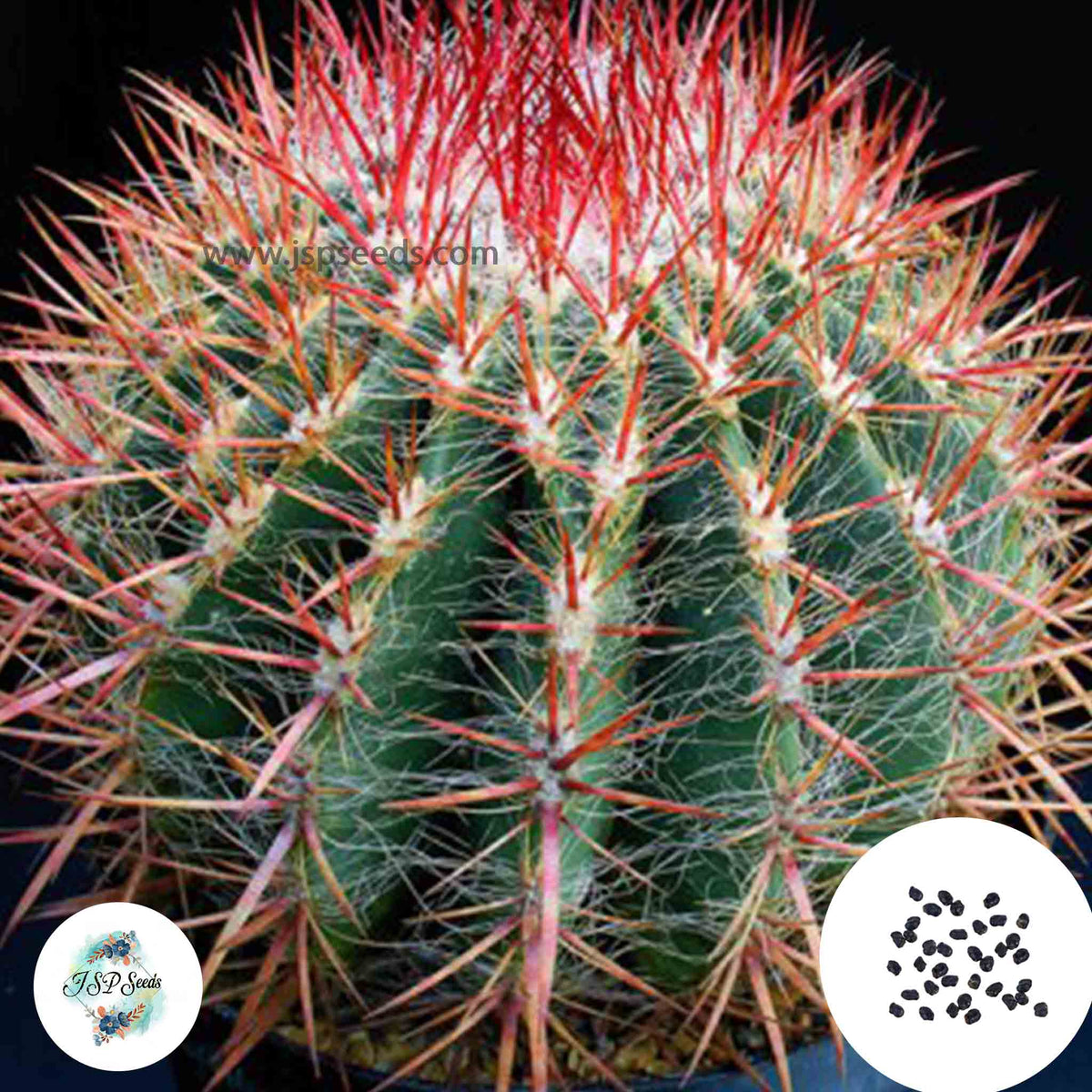 40 Seeds Ferocactus stainesii Cactus Succulent seeds