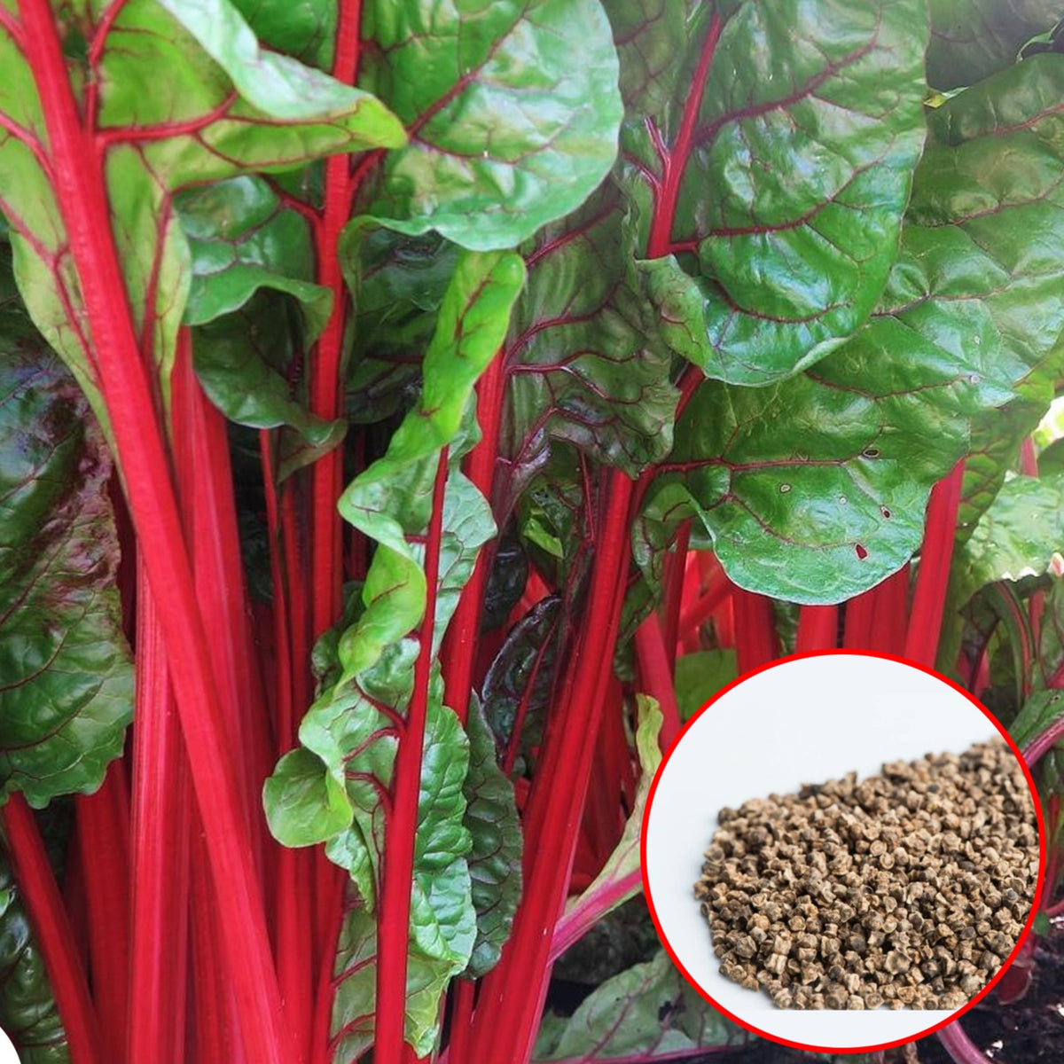 100 Ruby Red Swiss Chard Heirloom Seeds (Vegetable) Non Gmo