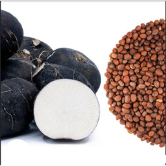 100 Black Spanish Radish Organic Heirloom Seeds (Vegetable)