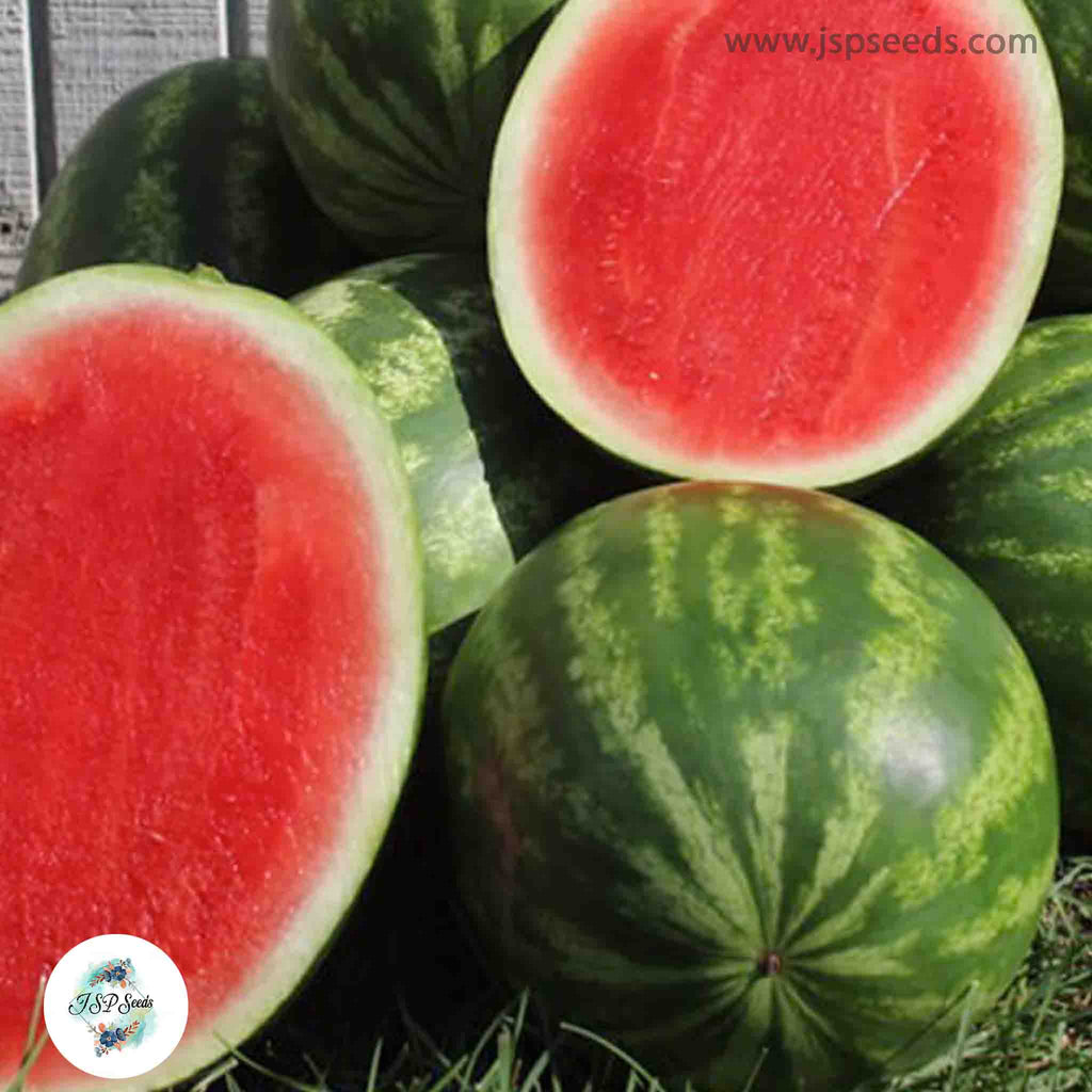 50 Seedless Watermelon Seeds – JSPSeeds