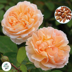 50 Heirloom The Lady Gardener English Rose flower Bonsai Garden Seeds