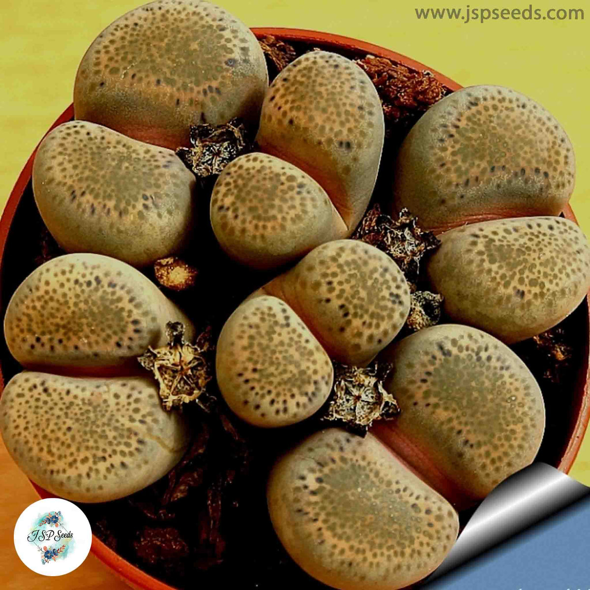 Lithops terricolor C132 / 40 seeds (Living Stones)