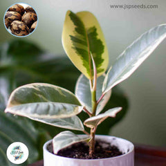 20 Dwarf Variegated Indian Rubber Plant Rubber Tree Seeds Rubber Seeds