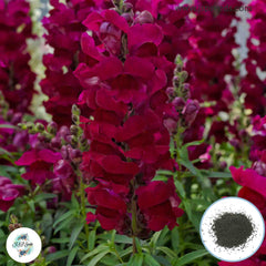 300 Sonnet Snapdragons (Antirrhinum majus) Seeds (Flower Garden Plants)