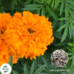 200 Hawaii French Marigold Double Dwarf Flowers Heirloom Seeds (Asia Flower)