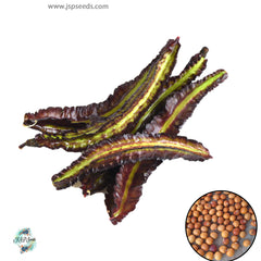 50 Purple Winged Bean Seeds (Psophocarpus tetragonolobus) (Asia Vegetable)