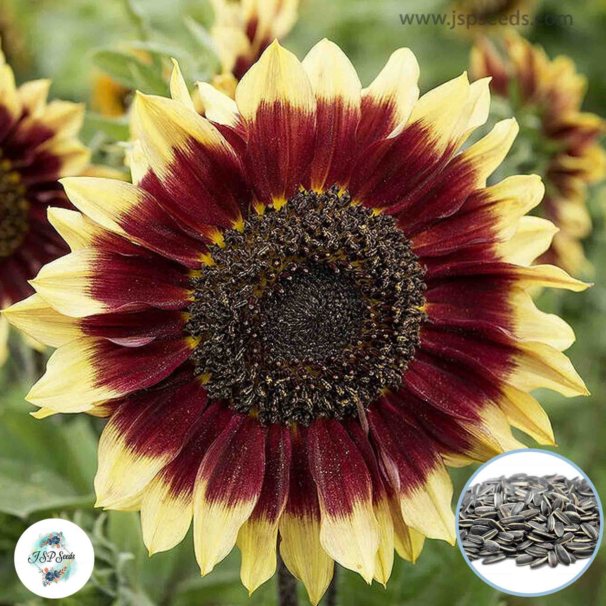 50 Sunflower Florenza Seeds (Flower Plants)