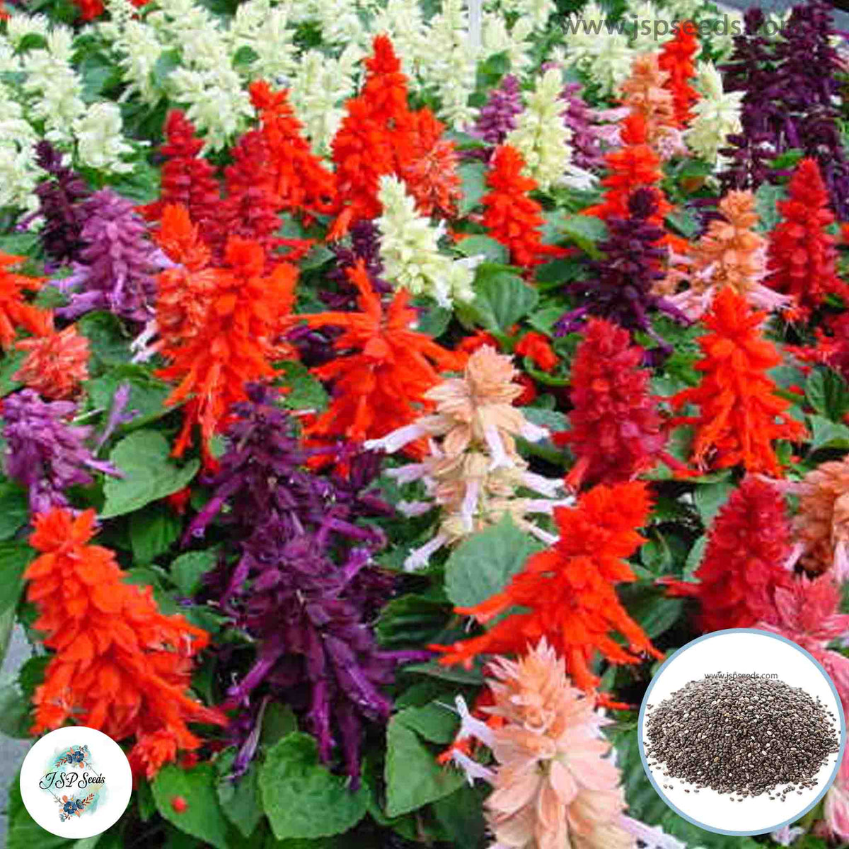 200 Mixed Salvia Perennial Hummingbirds Butterflies Flower Seeds