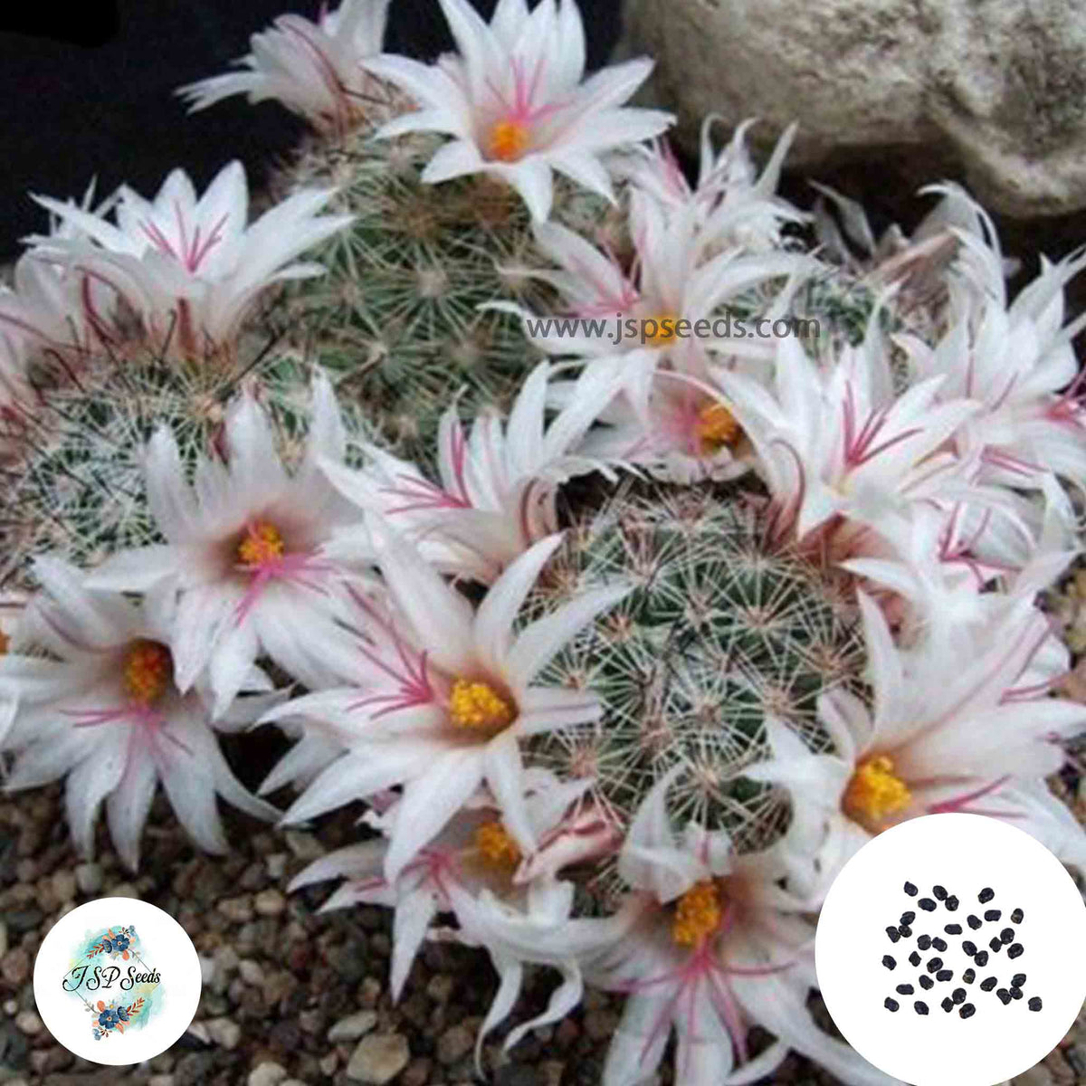 40 Seeds Mammillaria albicans Cactus Succulent seeds