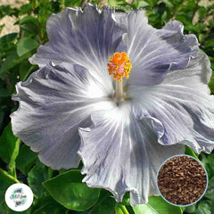 35 Sliver Hibiscus Beautiful Hardy Perennials Seeds (Asia Flower Garden Plants)