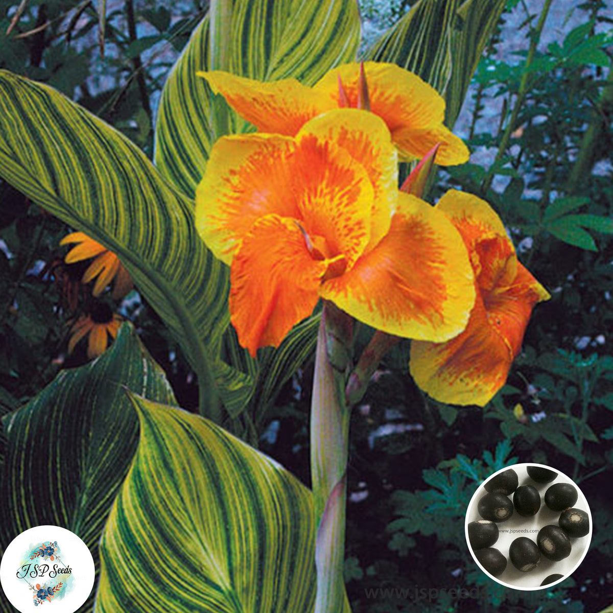 30 Tropicanna Gold CANNA LILY Indian Shot Canna Indica Flower Seeds Cannaceae (Asia Flower)