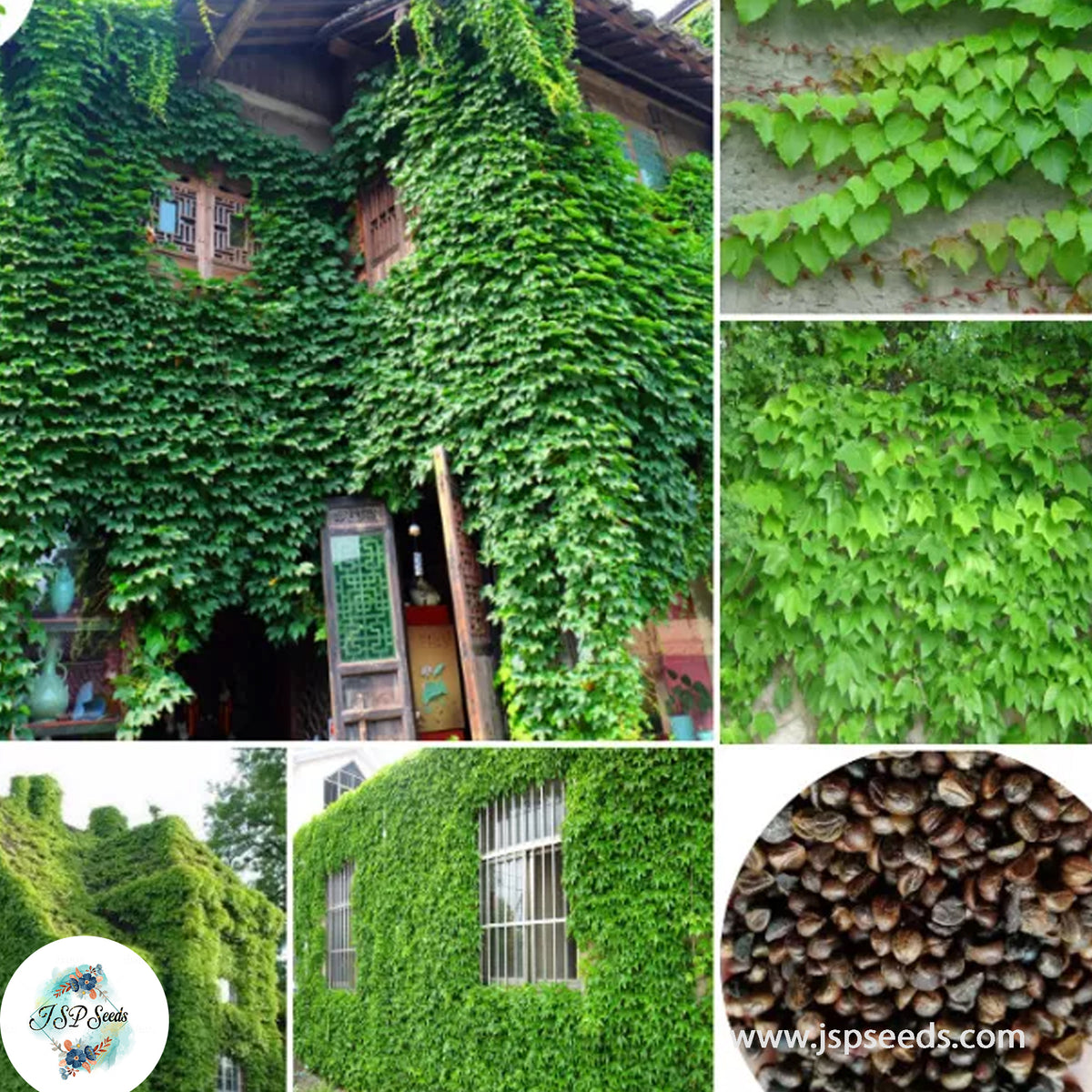 30 Real Ivy Outdoor Climbing Creepers Parthenocissus Tricuspidata Home Garden Decor Seeds