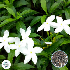 20 Cape White Jasmine Seeds Gardenia Jasminoides Seed Thai Jasmine Seeds (Asia Flower)