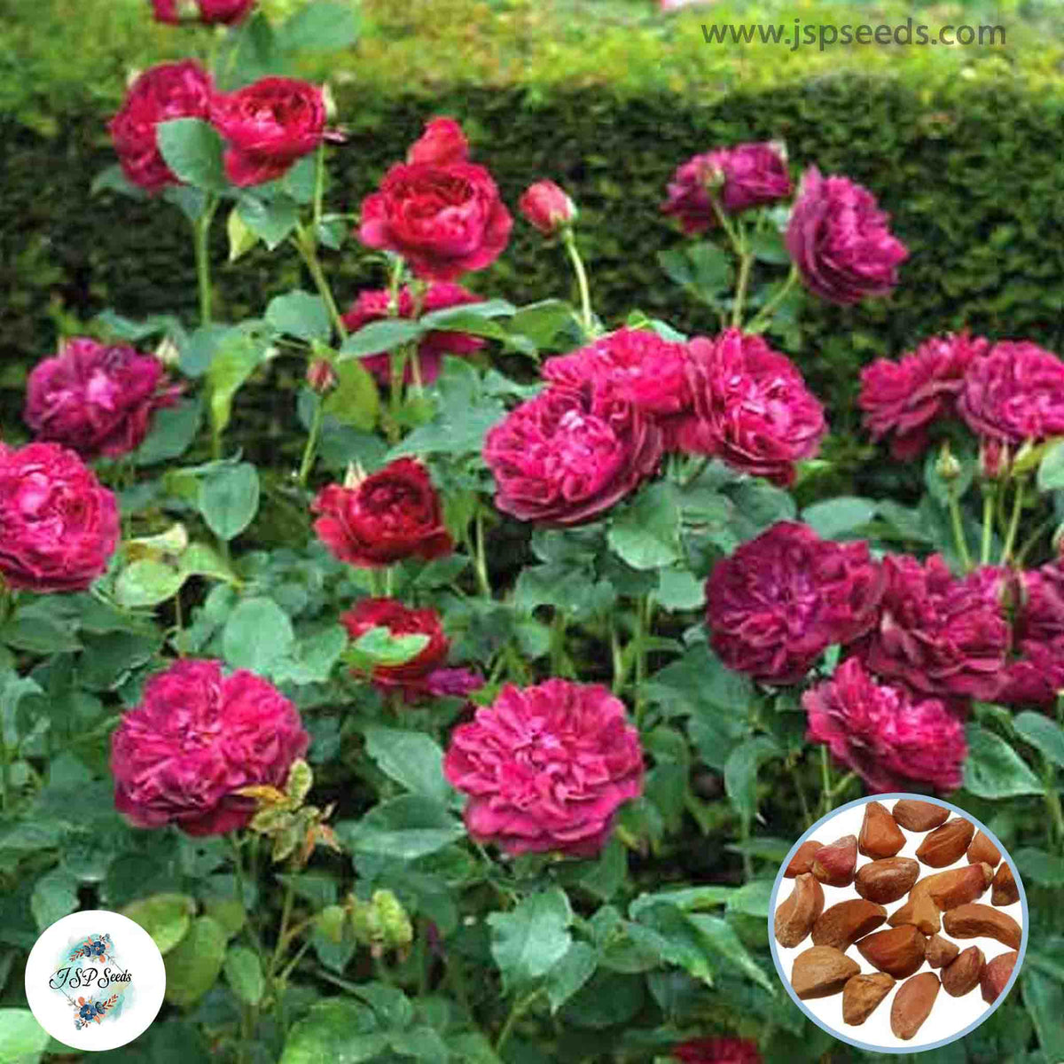 50 Heirloom Darcey Bussell English Rose flower Bonsai Garden Seeds