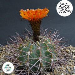 40 Seeds Acanthocalycium minutum Cactus Succulent seeds