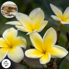 20 Thai Moland Plumeria Rubra (Frangipani) Seeds Fresh Flower New Seeds