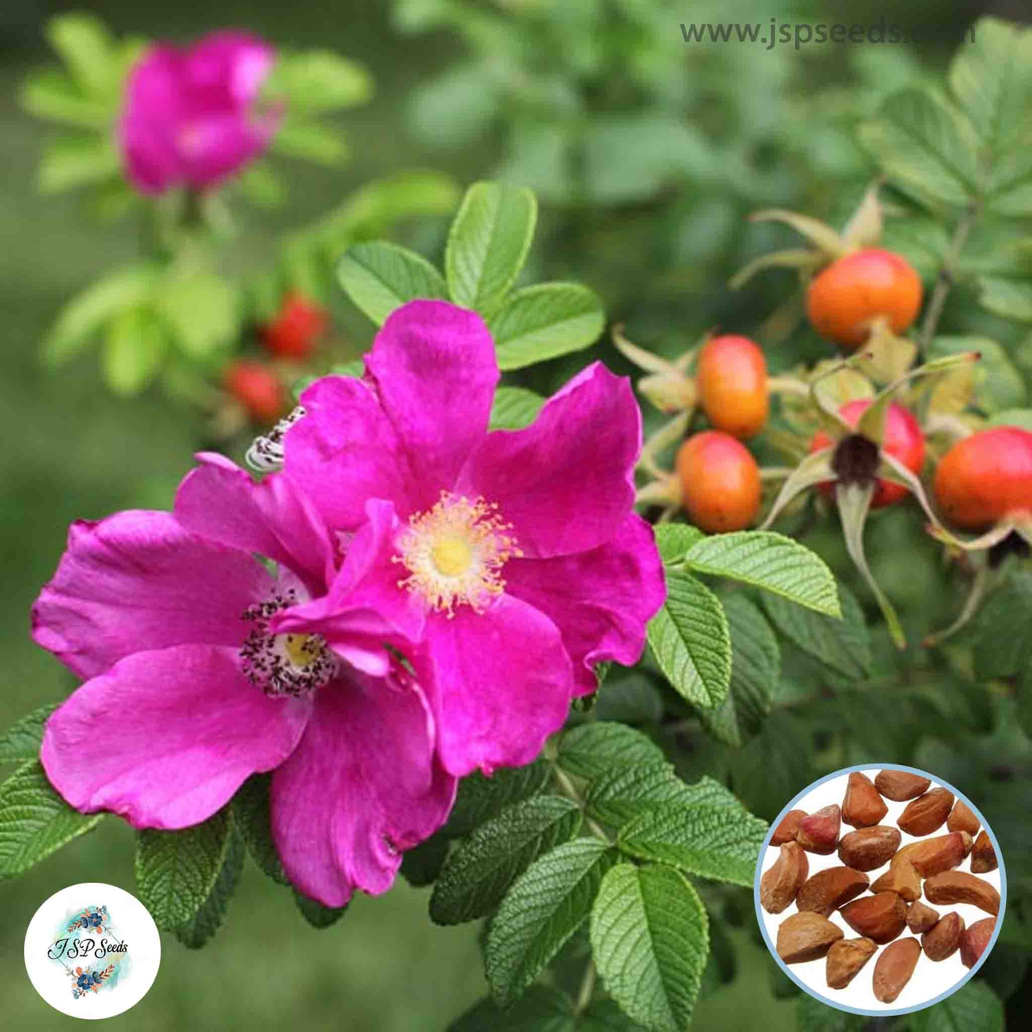 50 Heirloom Rosa Pink Japanese Rose Ruga Rugosa Perennial Fragrant flo ...