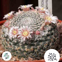 40 Seeds Mammillaria arroyensis Cactus Succulent seeds